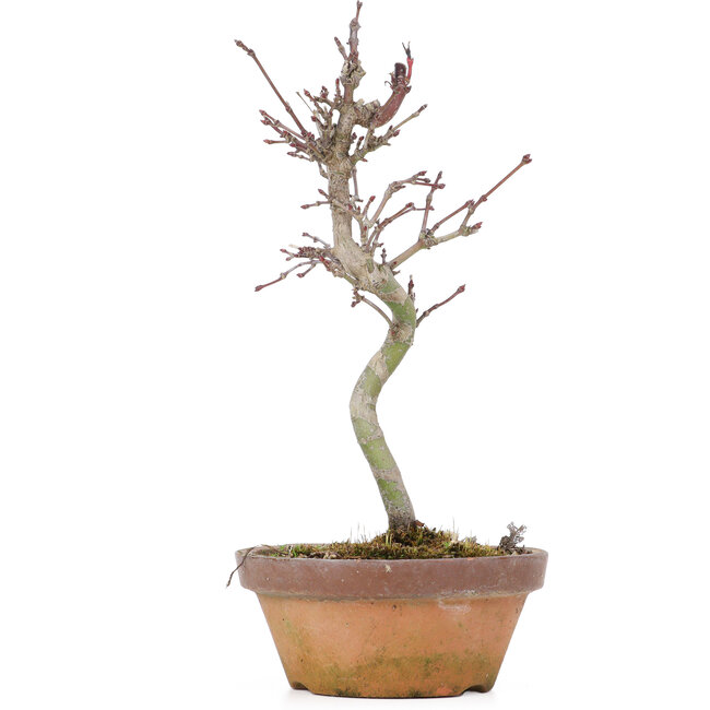 Acer palmatum, 20 cm, ± 8 Jahre alt