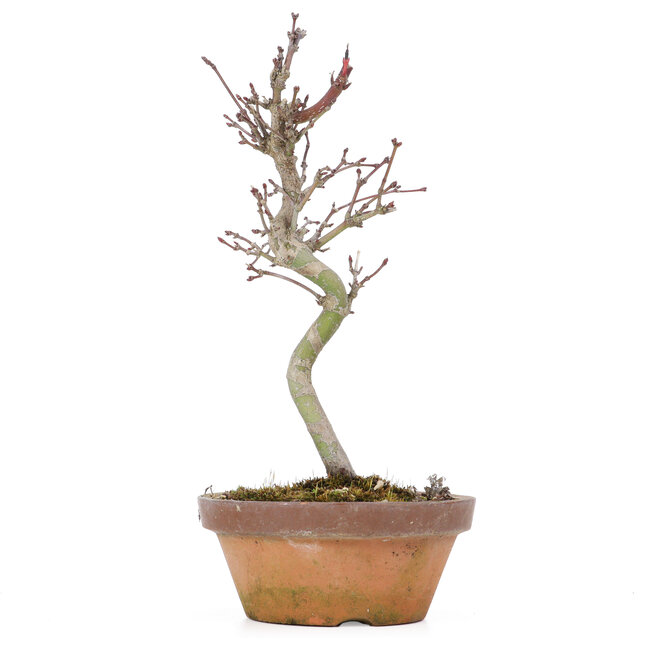 Acer palmatum, 20 cm, ± 8 Jahre alt