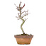 Acer palmatum, 20 cm, ± 8 Jahre alt