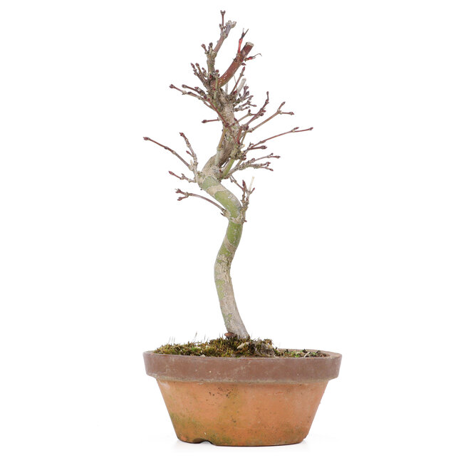 Acer palmatum, 20 cm, ± 8 ans