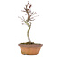 Acer palmatum, 20 cm, ± 8 Jahre alt