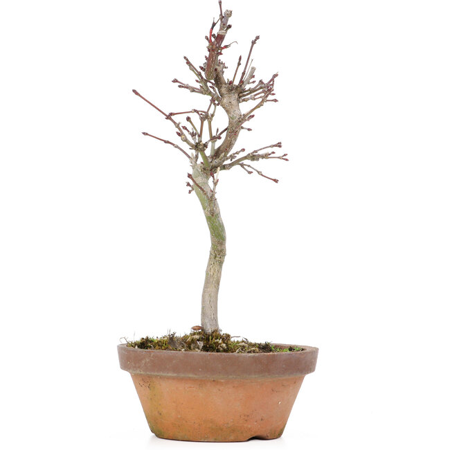 Acer palmatum, 20 cm, ± 8 Jahre alt
