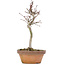 Acer palmatum, 20 cm, ± 8 Jahre alt