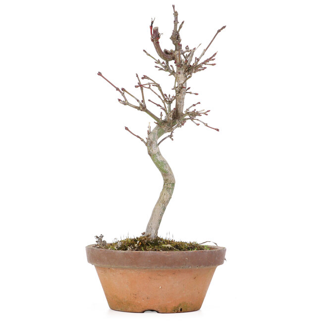 Acer palmatum, 20 cm, ± 8 años