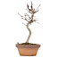 Acer palmatum, 20 cm, ± 8 jaar oud