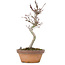 Acer palmatum, 20 cm, ± 8 Jahre alt