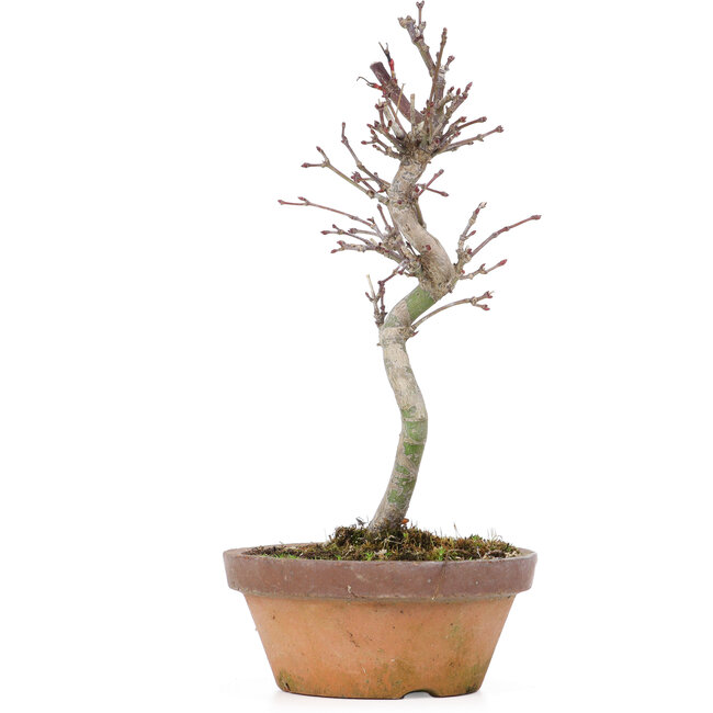 Acer palmatum, 20 cm, ± 8 years old