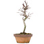 Acer palmatum, 20 cm, ± 8 Jahre alt