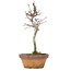 Acer palmatum, 20 cm, ± 8 jaar oud