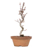 Acer palmatum, 20,5 cm, ± 8 Jahre alt