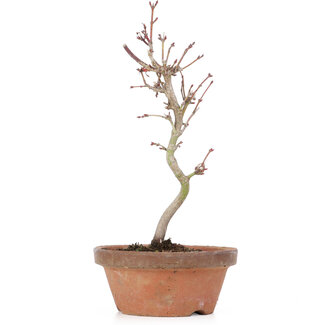 Acer palmatum, 21 cm, ± 8 Jahre alt