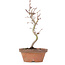 Acer palmatum, 21 cm, ± 8 ans
