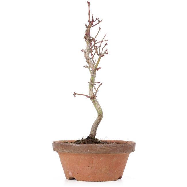 Acer palmatum, 21 cm, ± 8 Jahre alt