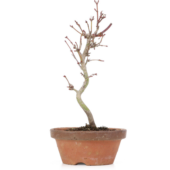 Acer palmatum, 21 cm, ± 8 anni