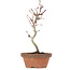 Acer palmatum, 21 cm, ± 8 years old