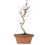 Acer palmatum, 21 cm, ± 8 ans