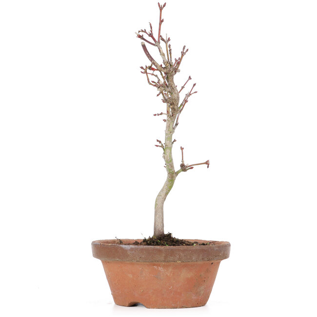 Acer palmatum, 21 cm, ± 8 Jahre alt