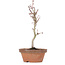 Acer palmatum, 21 cm, ± 8 Jahre alt