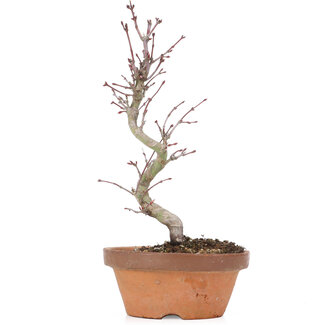 Acer palmatum, 21,5 cm, ± 8 anni