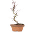 Acer palmatum, 21,5 cm, ± 8 anni