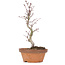 Acer palmatum, 21,5 cm, ± 8 anni