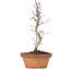 Acer palmatum, 21,5 cm, ± 8 years old