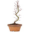 Acer palmatum, 21,5 cm, ± 8 anni