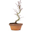 Acer palmatum, 21,5 cm, ± 8 anni