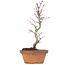 Acer palmatum, 21,5 cm, ± 8 years old