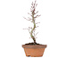 Acer palmatum, 21,5 cm, ± 8 anni