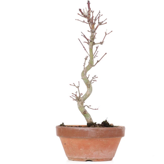 Acer palmatum, 23,5 cm, ± 8 años