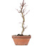 Acer palmatum, 23,5 cm, ± 8 Jahre alt