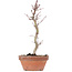 Acer palmatum, 23,5 cm, ± 8 years old