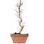 Acer palmatum, 23,5 cm, ± 8 jaar oud