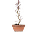 Acer palmatum, 23,5 cm, ± 8 Jahre alt