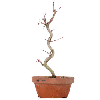 Acer palmatum, 23,5 cm, ± 8 anni