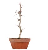 Acer palmatum, 23,5 cm, ± 8 jaar oud
