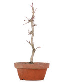 Acer palmatum, 23,5 cm, ± 8 Jahre alt