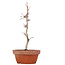 Acer palmatum, 23,5 cm, ± 8 anni