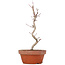 Acer palmatum, 23,5 cm, ± 8 anni