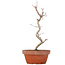 Acer palmatum, 23,5 cm, ± 8 anni