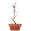 Acer palmatum, 23,5 cm, ± 8 years old