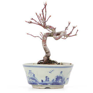 Acer palmatum, 14,5 cm, ± 8 jaar oud