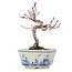 Acer palmatum, 14,5 cm, ± 8 jaar oud