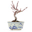 Acer palmatum, 14,5 cm, ± 8 jaar oud