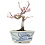 Acer palmatum, 14,5 cm, ± 8 jaar oud