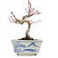 Acer palmatum, 14,5 cm, ± 8 jaar oud