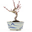 Acer palmatum, 14,5 cm, ± 8 jaar oud