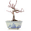 Acer palmatum, 14,5 cm, ± 8 jaar oud