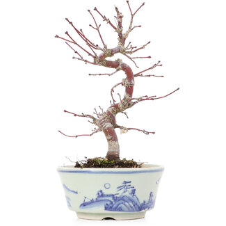 Acer palmatum, 17 cm, ± 8 jaar oud